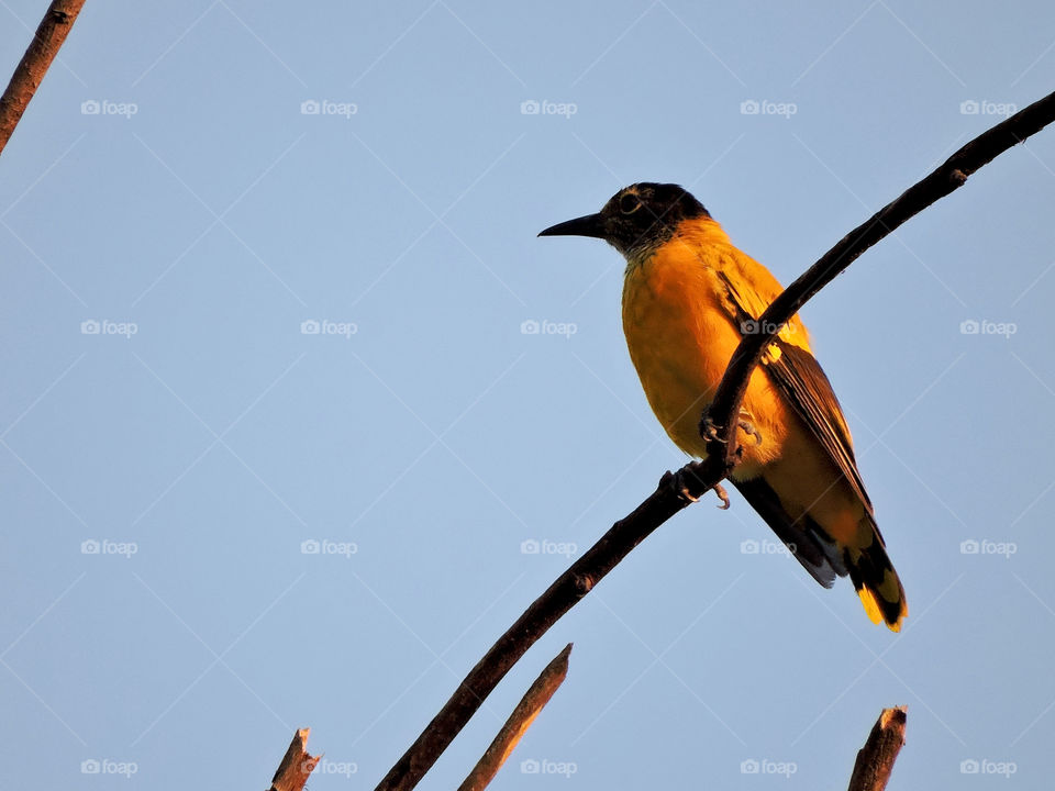 Black-hooded oriole