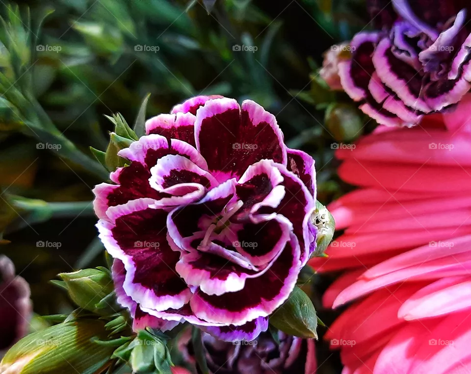 Red flower,red,flower,nature,reflection,landscape,summer,colorful,botany,spring,garden,plant,floral,colorful,pink,season, petal,decoration