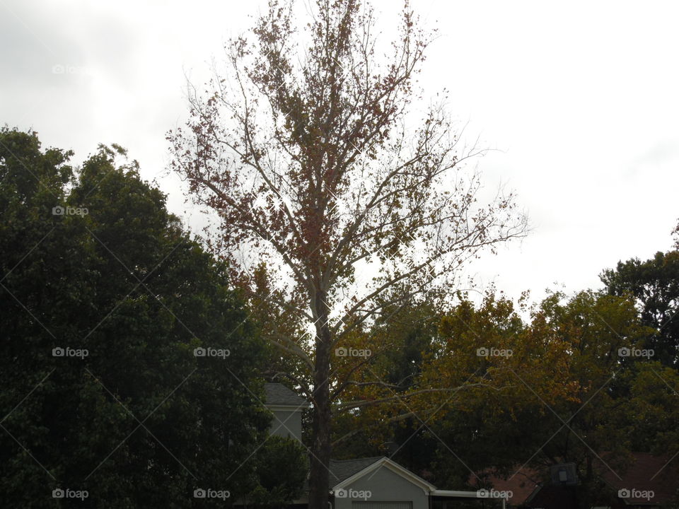 Nov tree. This is a picture I took while out walking