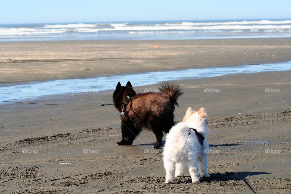 Beach Pup's