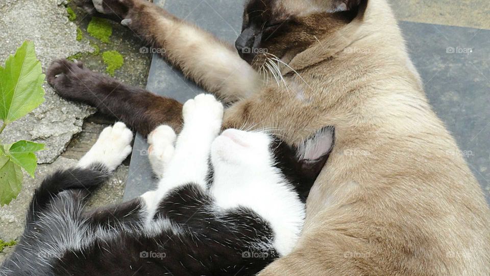 Friendship between animals, adult Siamese cat and puppy breed cat not defined.