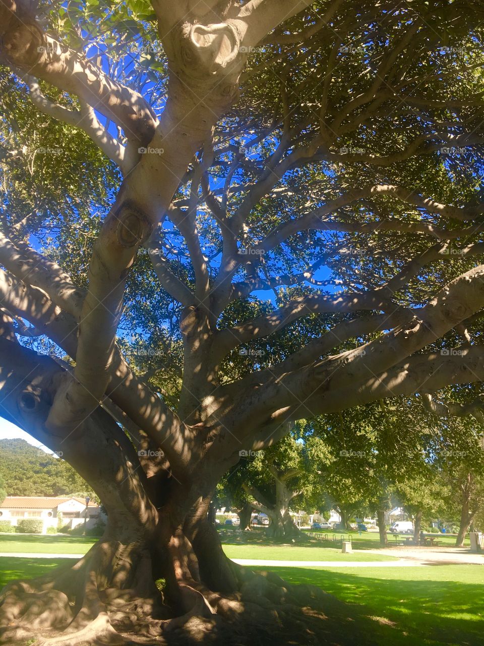 Beneath a beautiful Banyan tree.