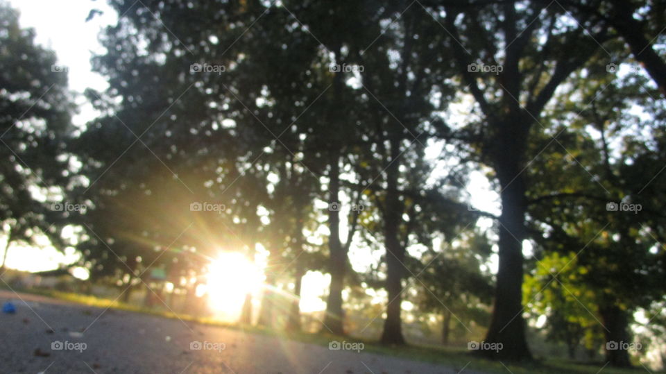 Sunny and tree from below, looking up