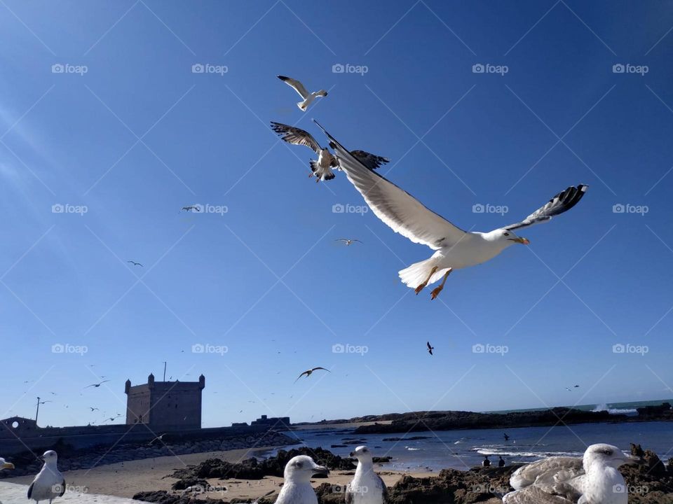 Flock of seagulls flying cross the sky at essaouira city in Morocco.