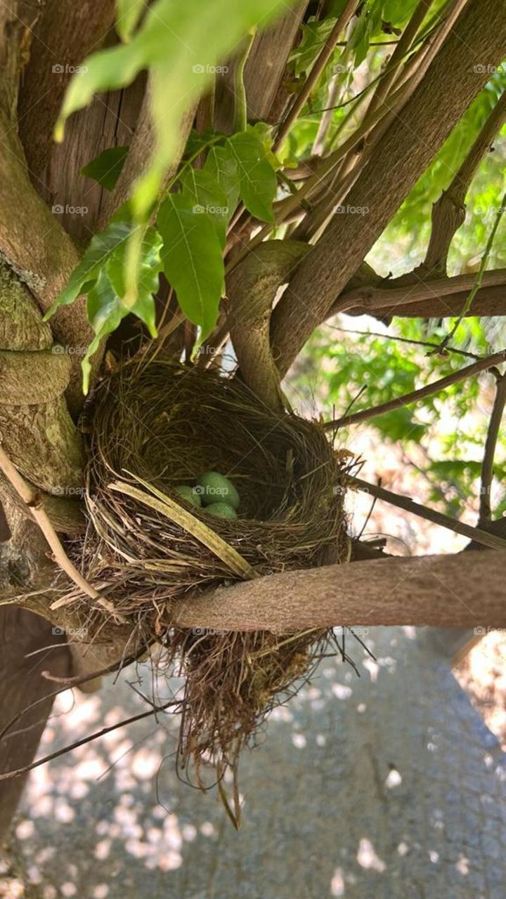 Common Blackbird Nest With Eggs
