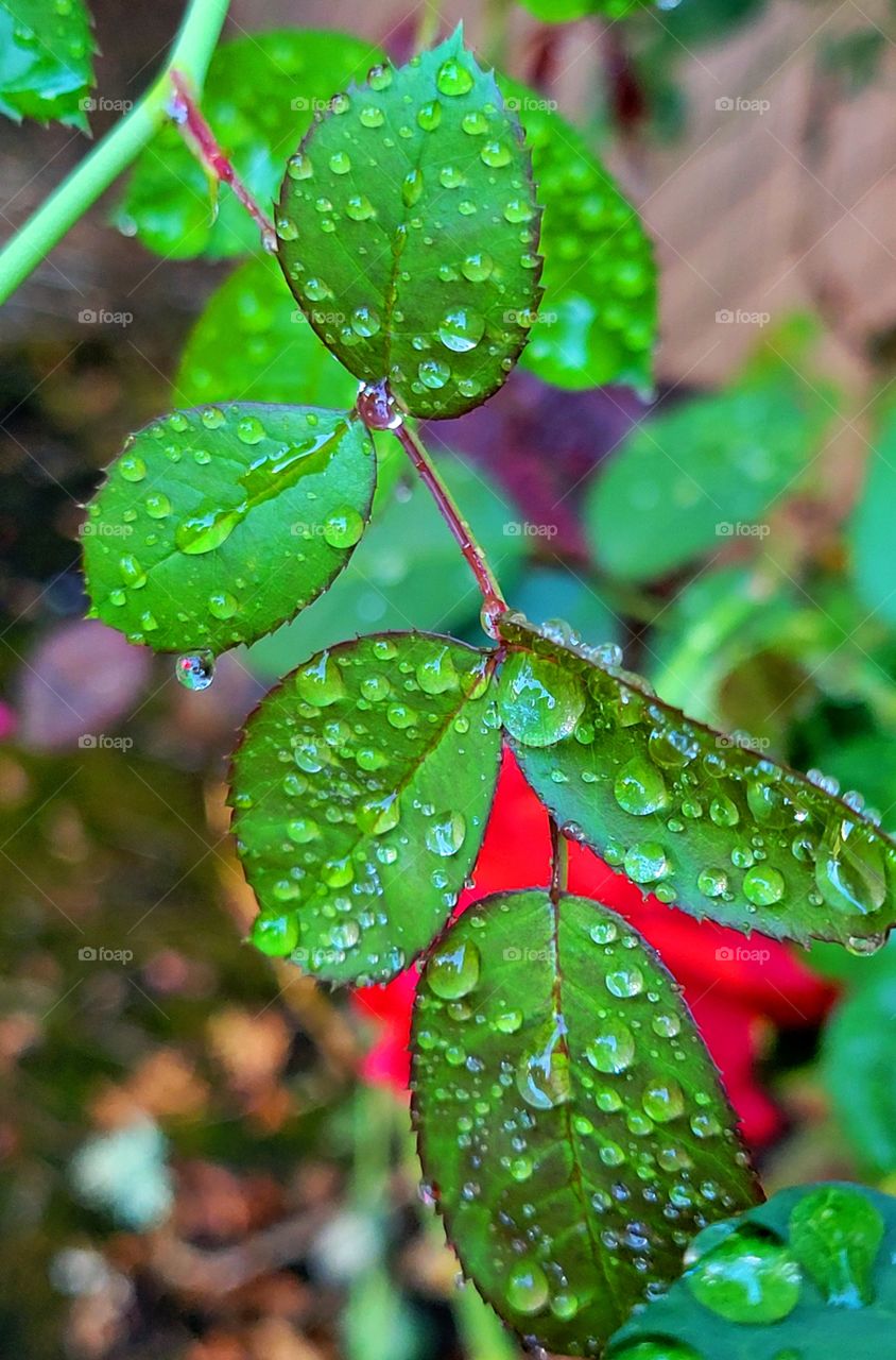 rain drops on Rose leaves