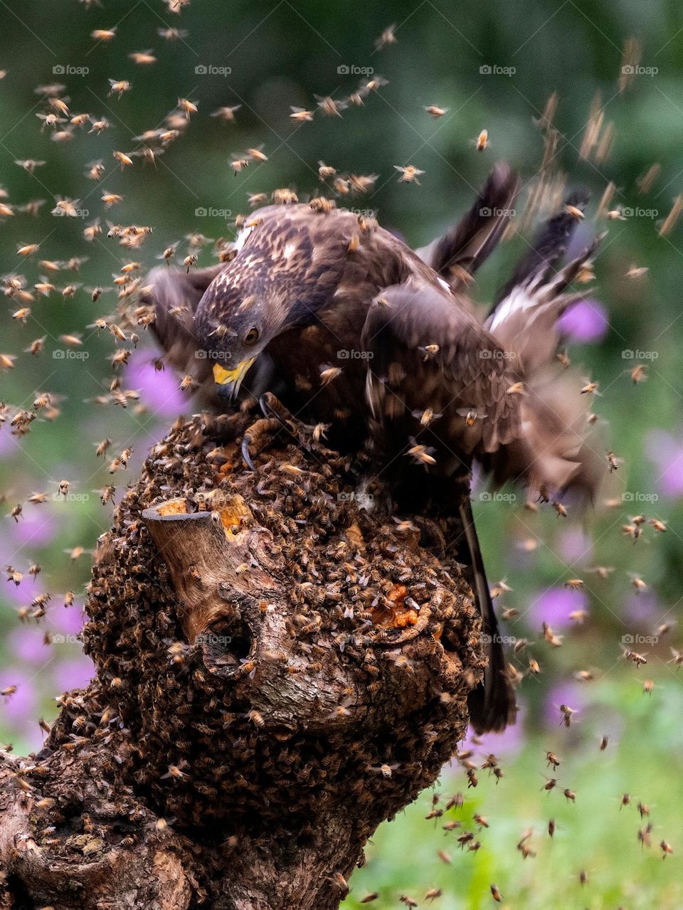 War between bees and eagle