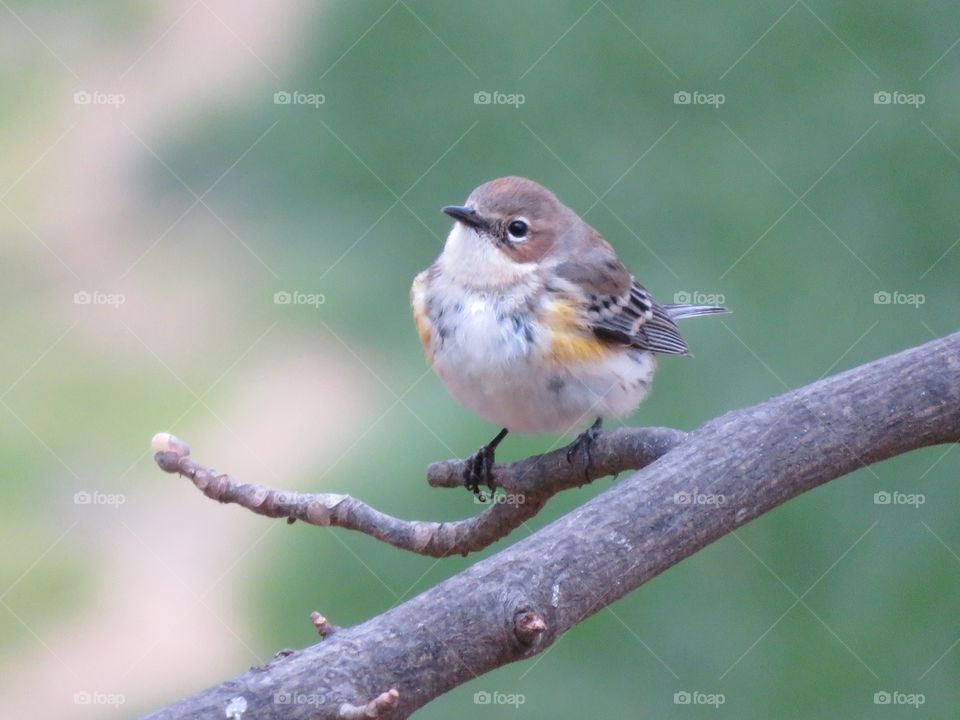 Young yellow rumped warbler 