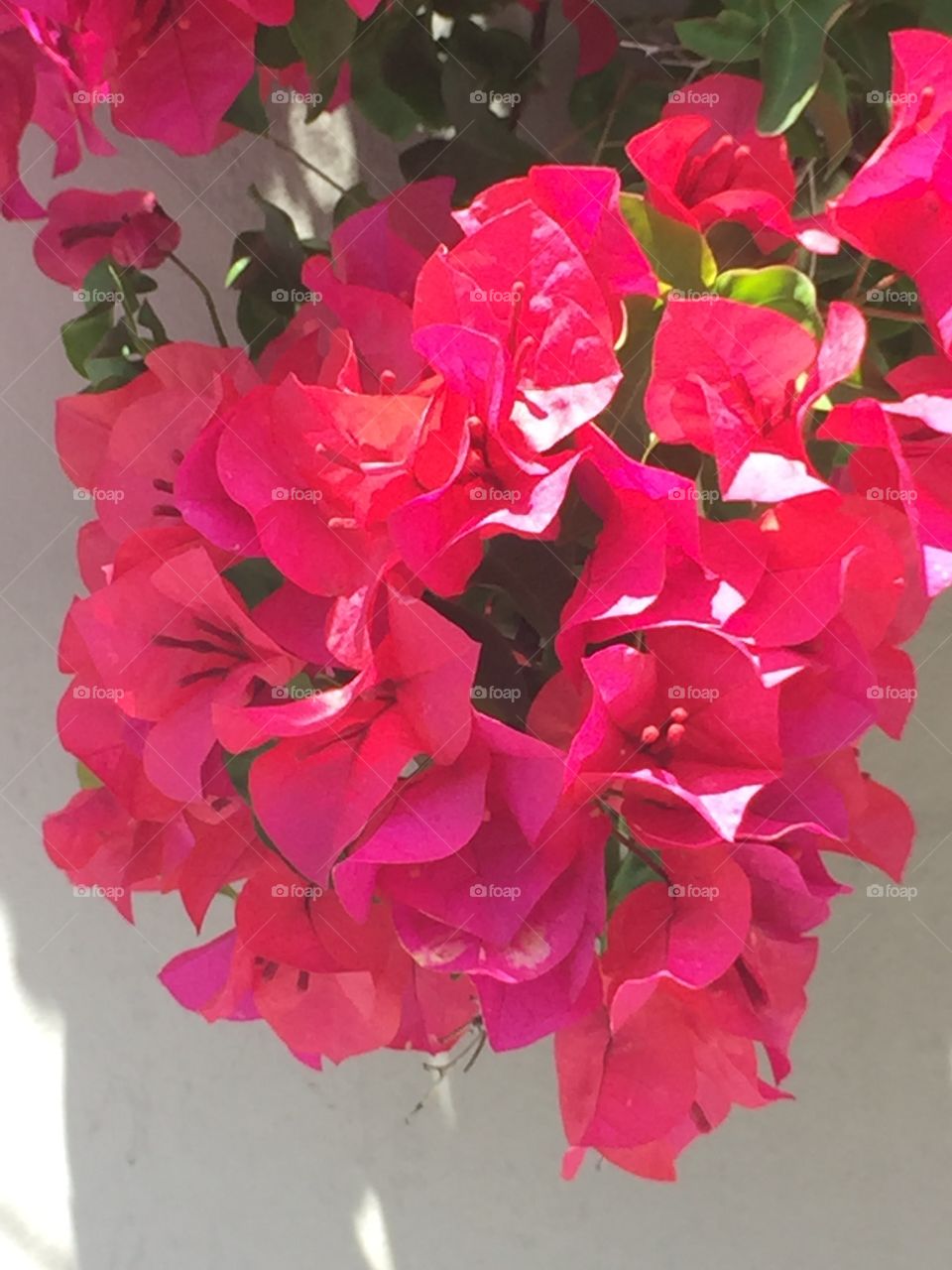 up close beach flowers