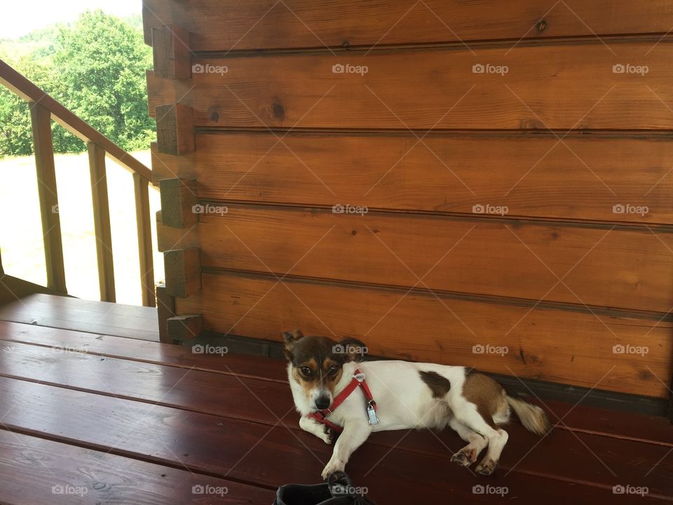 Bobi the dog is sitting on a porch in front of cottage 