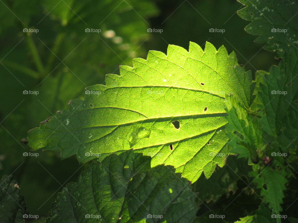 nettles leaf