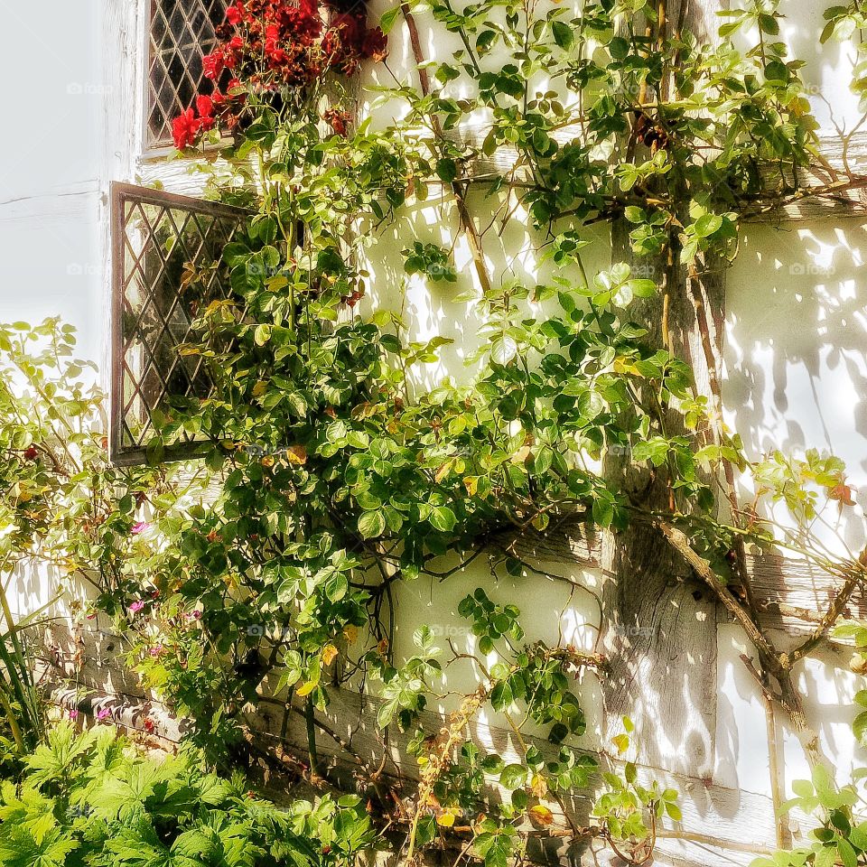 Cottage. Garden