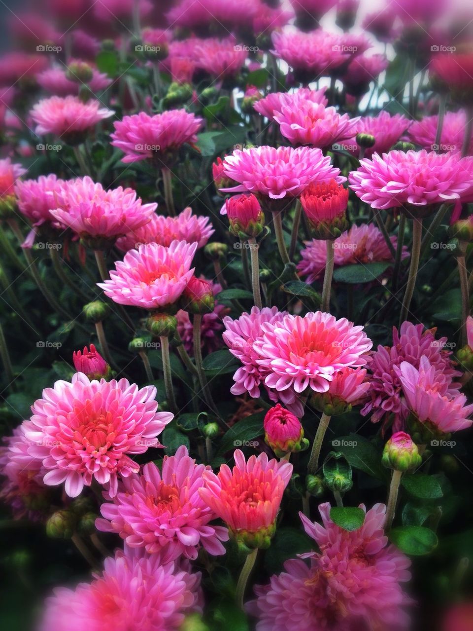 Pink flowers