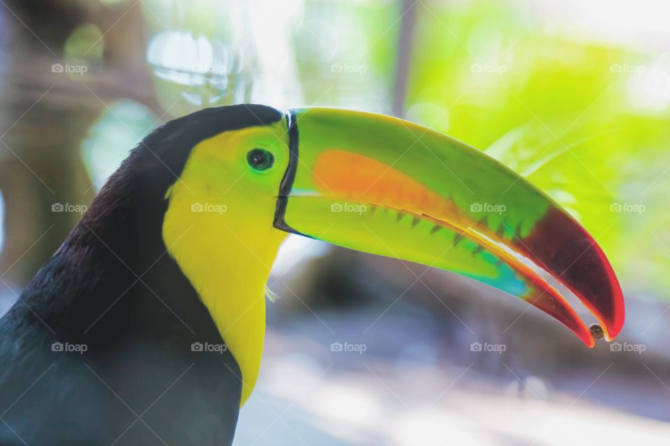 Bird, Wildlife, No Person, Zoo, Tropical