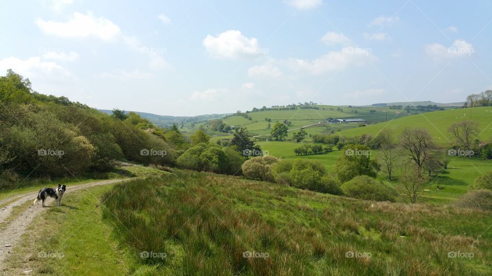 Welsh farmland with a sheepdog