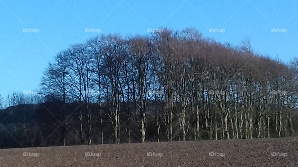 Cold sunny January afternoon. Row of trees at the edge of a ploughed field with hill, trees and bright cold blue sky