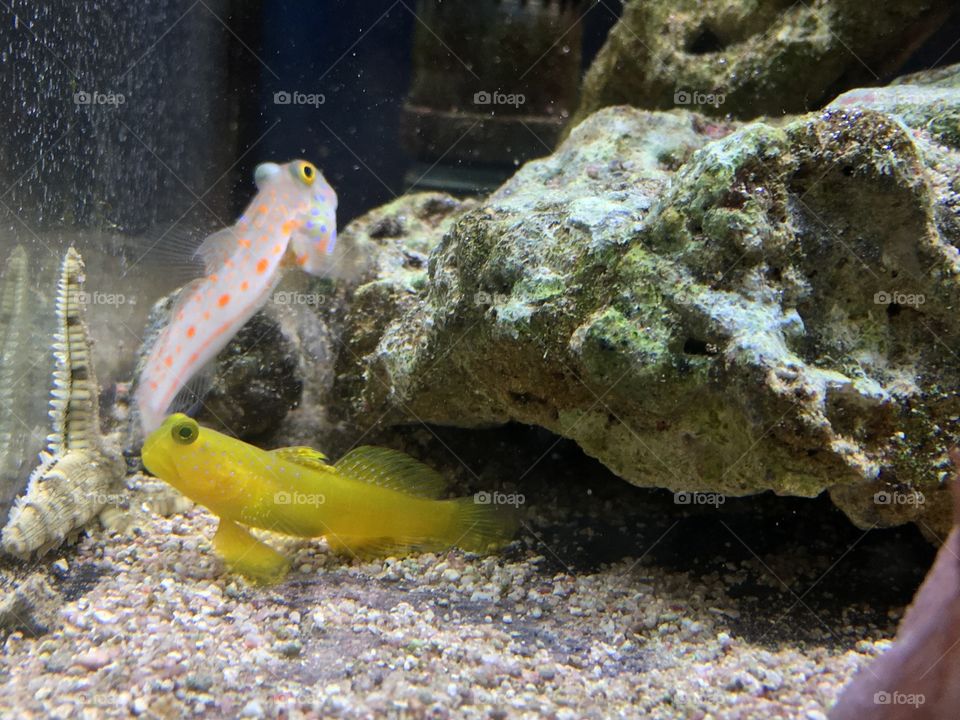 Cute fish 