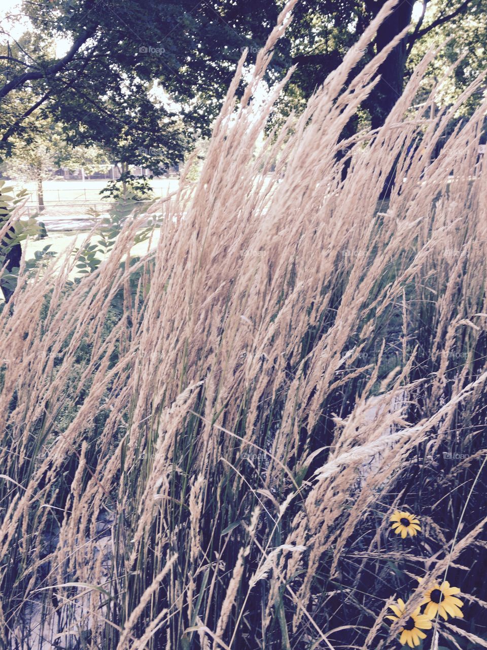 Tall Grass