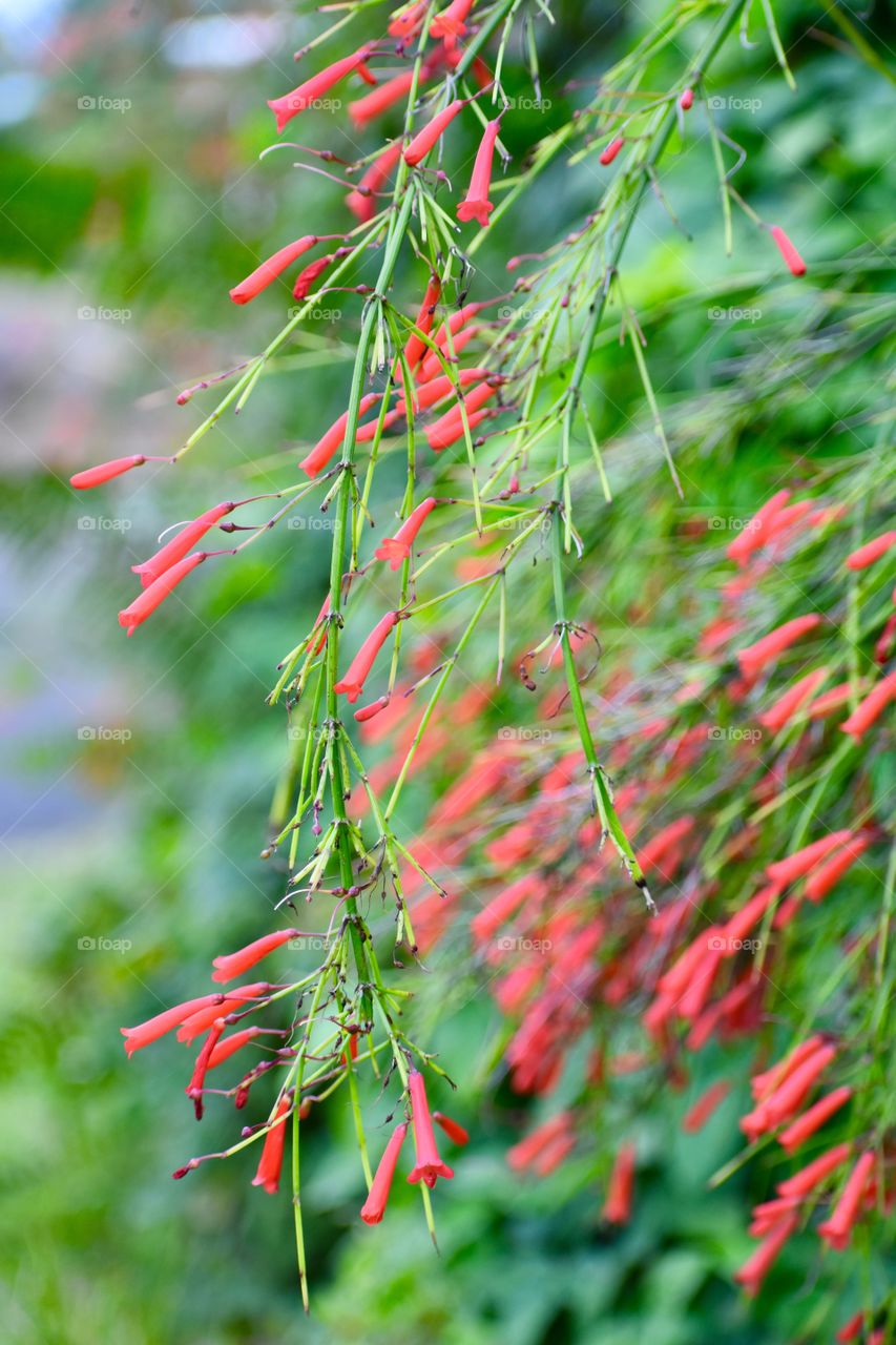 Firecracker plant (Russelia equisetiformis) - clusters of scarlet tubular flowers resembling small firecrackers provide reliable and beautiful color from spring through fall
