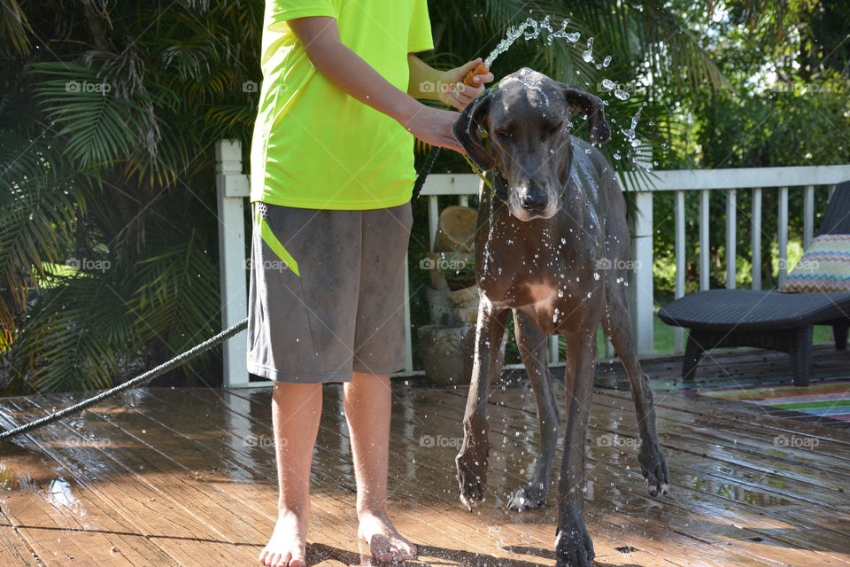 My son washing our big blue Dane