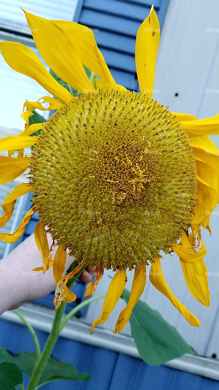 Sunflower