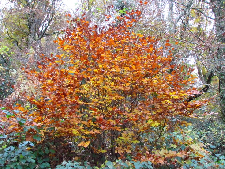 Fall, Leaf, Tree, Nature, Season