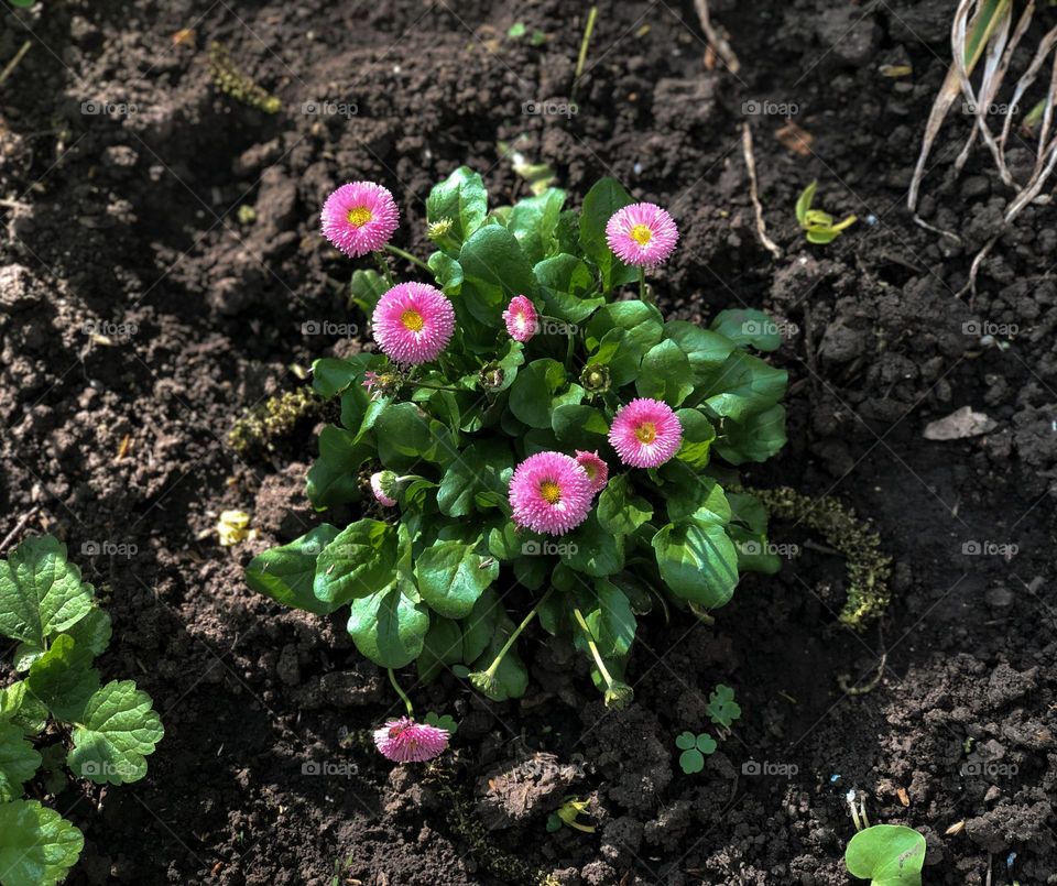 Circle pink flowers in the flower bed