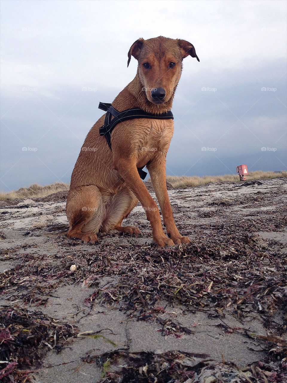 beach dog animal sand by pellepelle