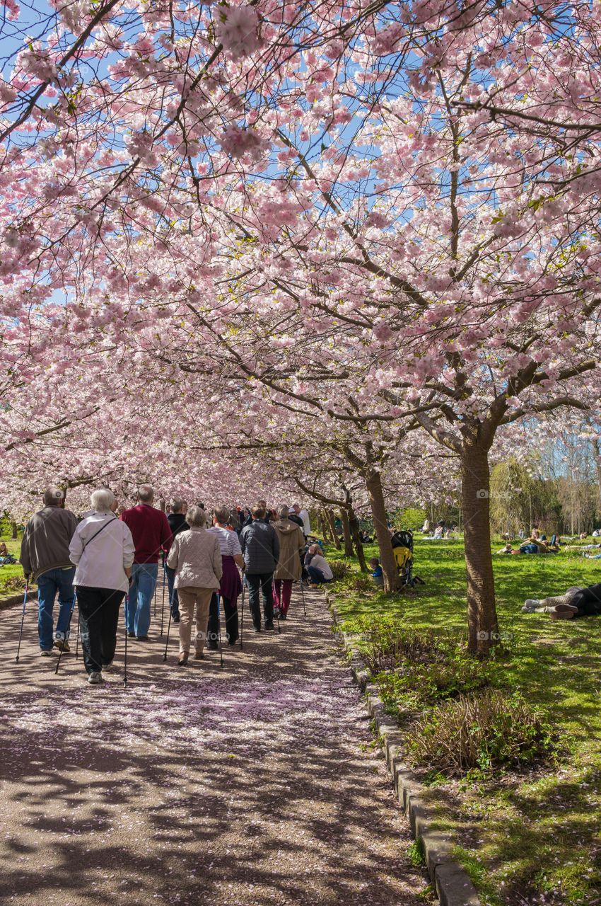 Pink park