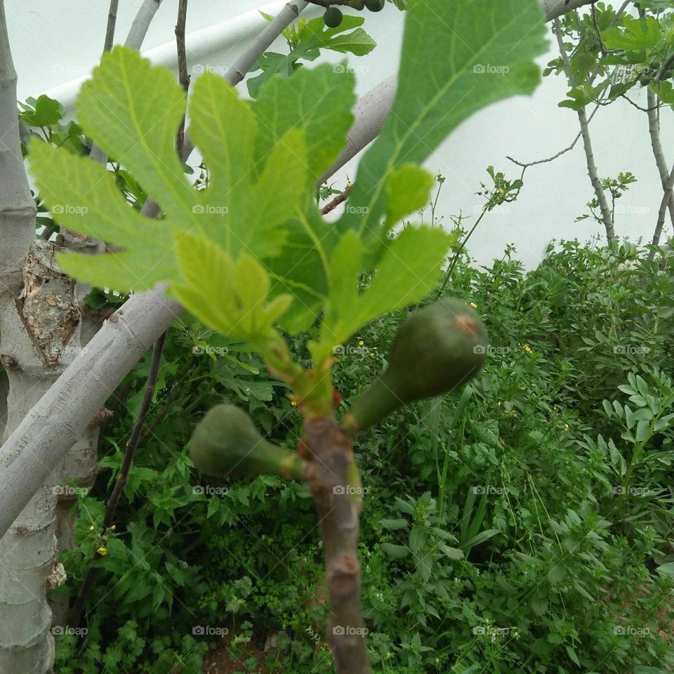 Fig trees