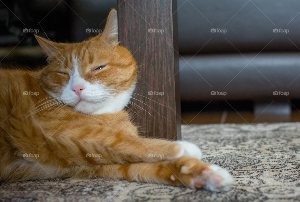 Feliz uses a table as a pillow