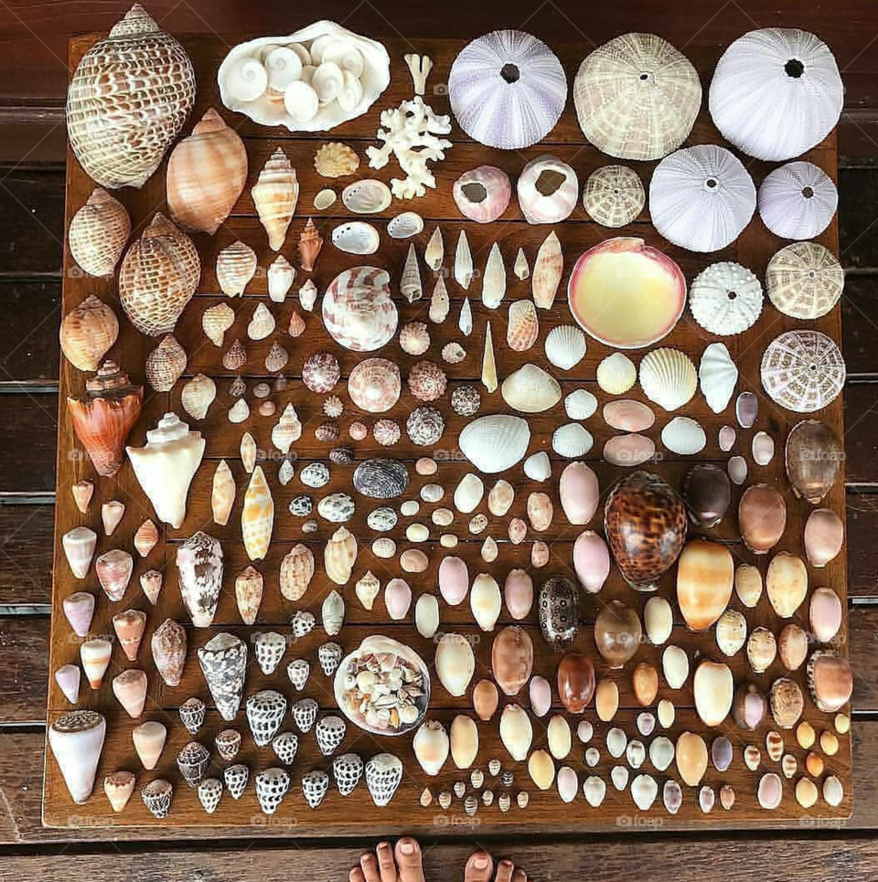 Takng picture with bound of shells