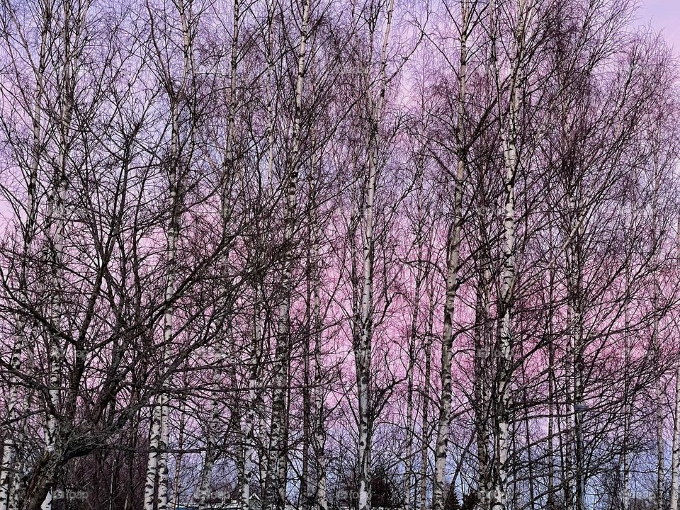 Pastel lavender pink sky behind bare birches branches 