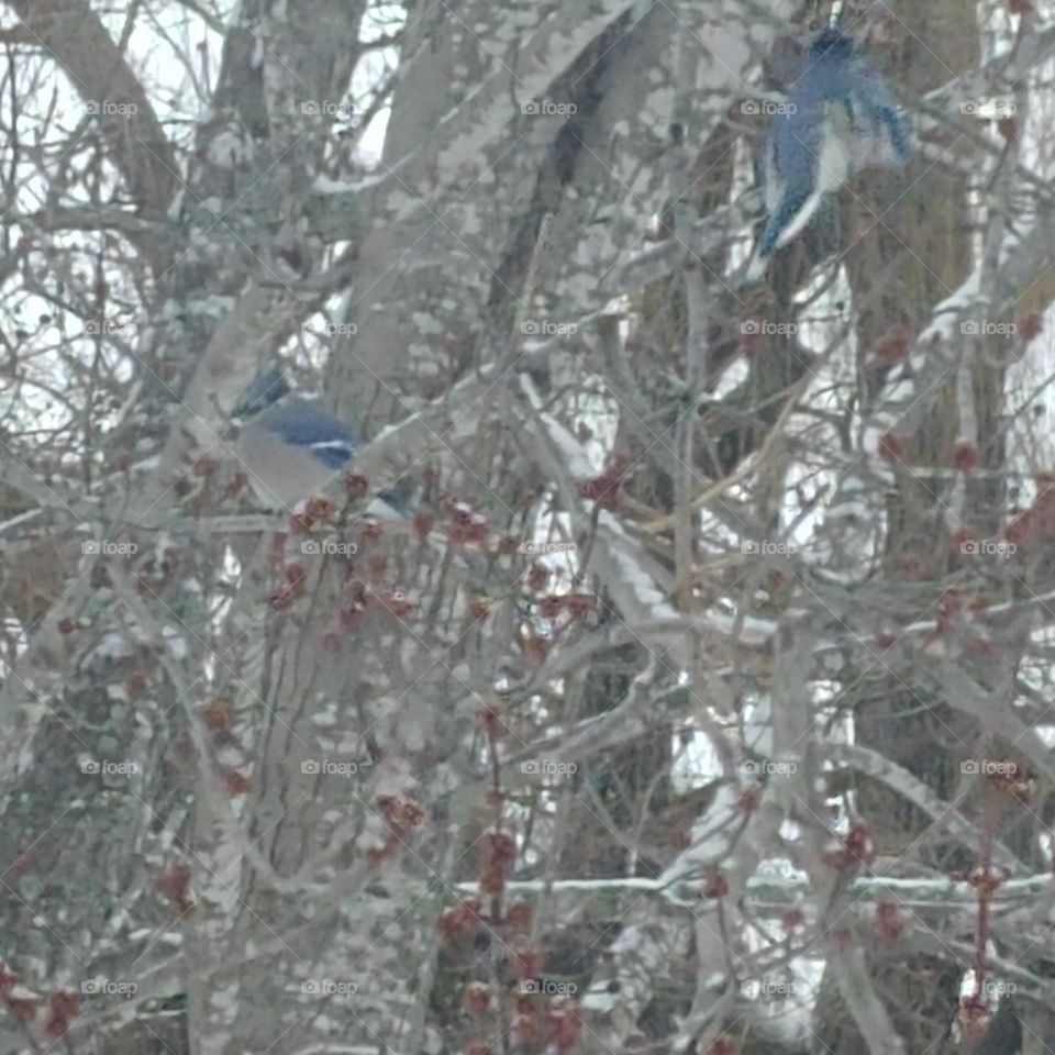 Deux cardinal dans mon erable