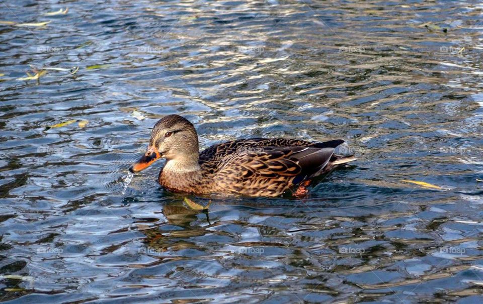 female mallard duck swimming in water