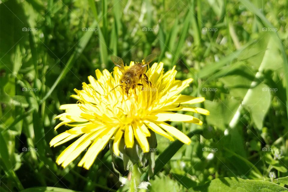 Honey Bee at dandelion blossom