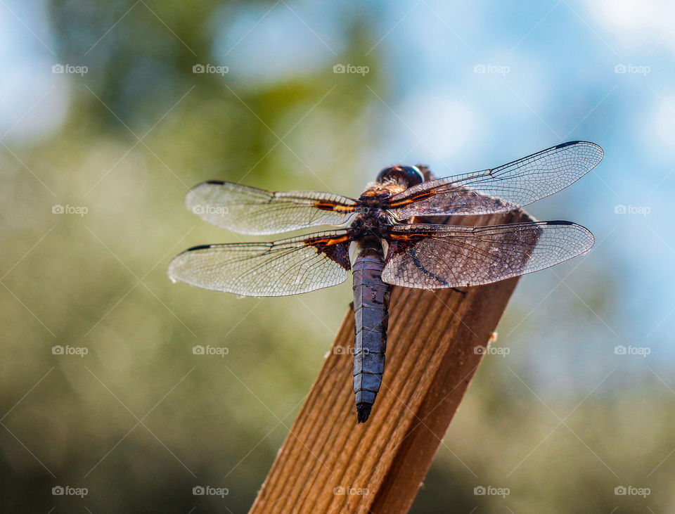 Dragonfly sitting on a wooden stick on a summer’s day