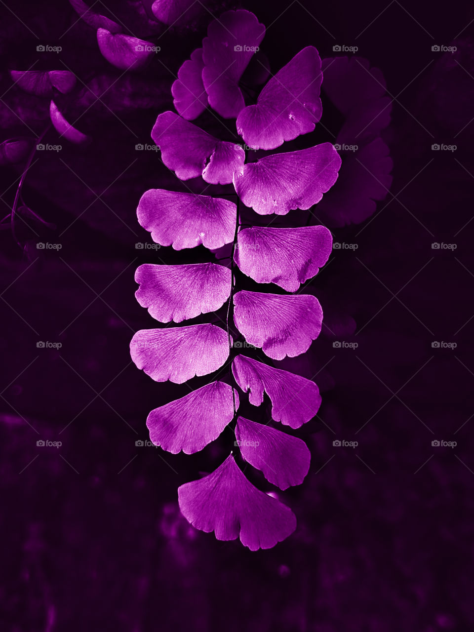 Pinkish leaves- Actually it's a green leaves (Adiantum), I have edited it to create a pinkish tone around it.
This picture has been captured on Realme 6i, and colour graded on Adobe Lightroom application.
exif-
f/1.8   ISO107   1/100sec.