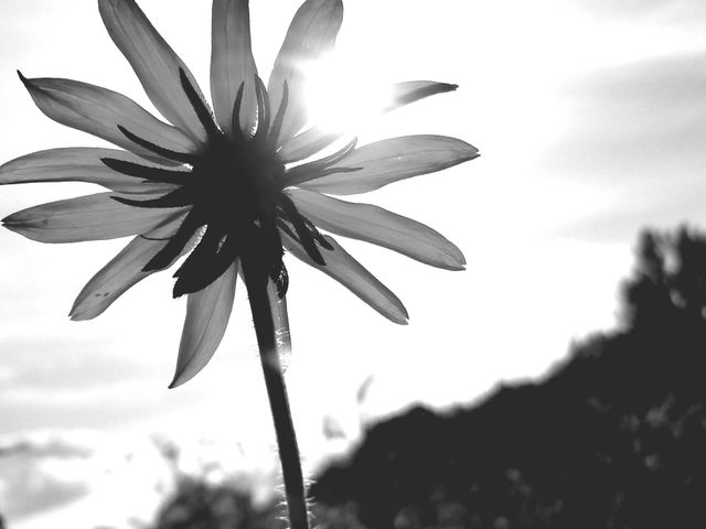 Black Eyed Susan