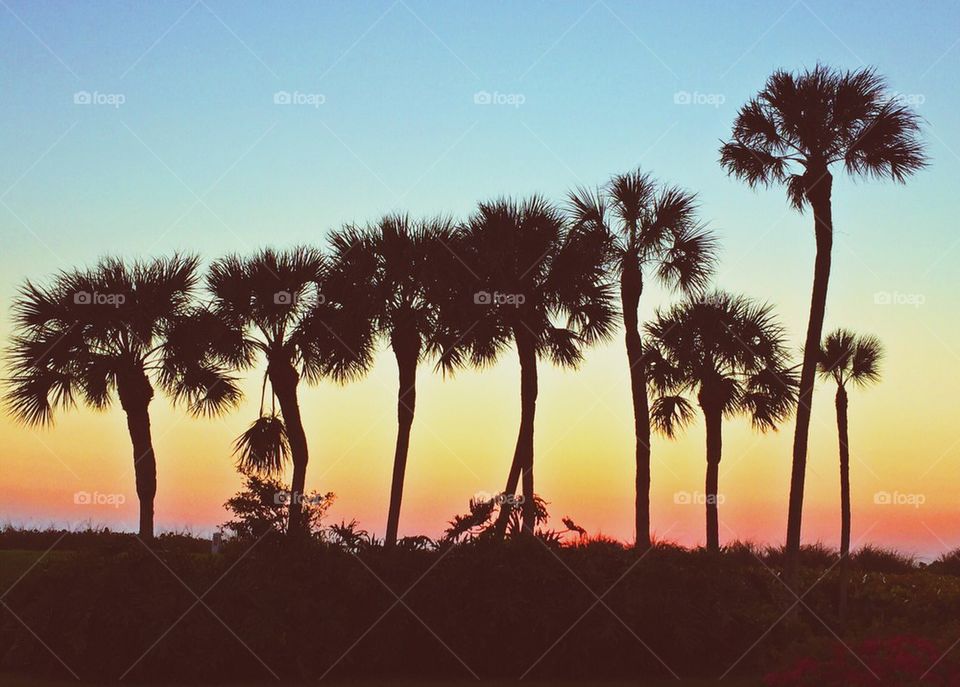 Palm tree sunset 