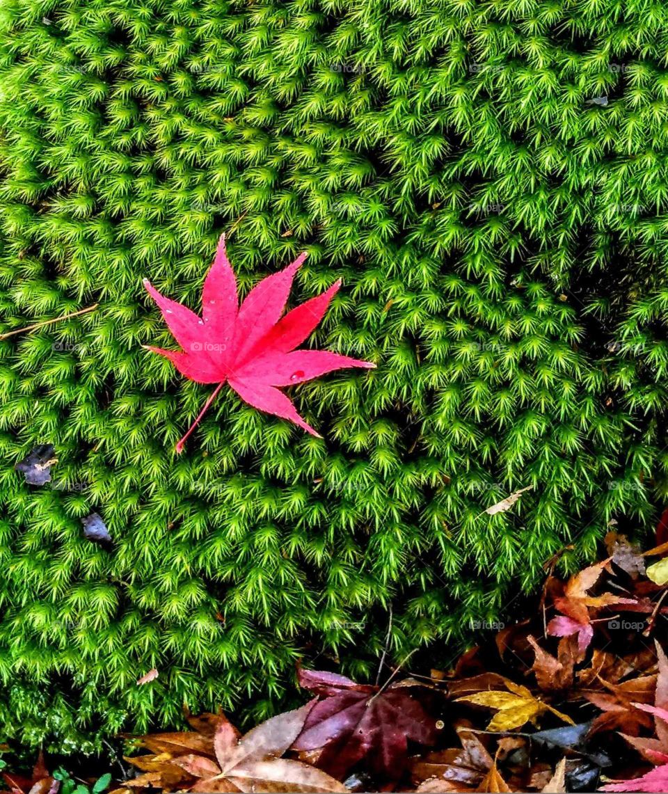 A composition of maple leaf and bryophyta. that is a beauty of sharp contrast.