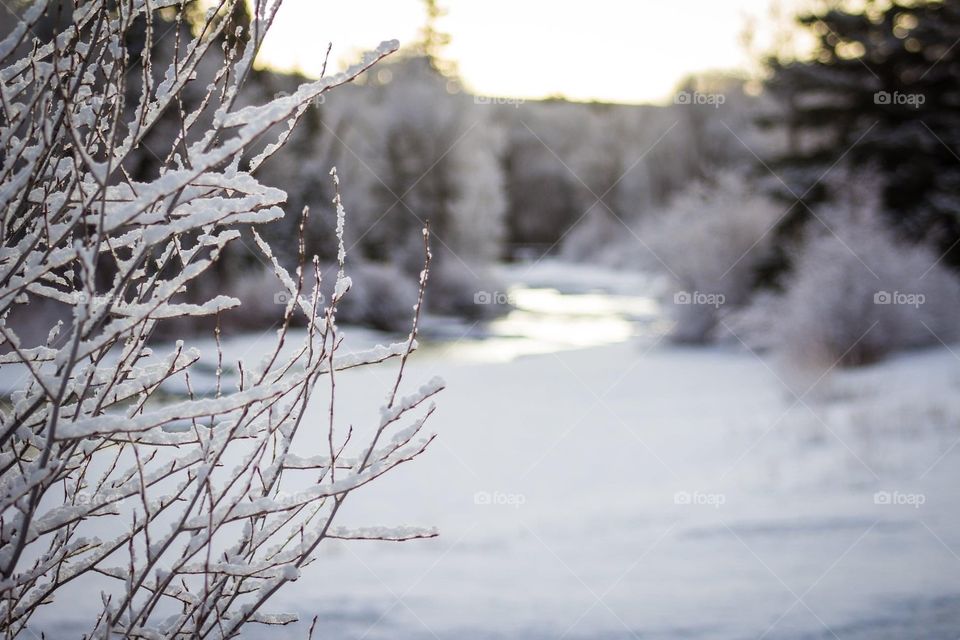 Cold Morning on The Conejos