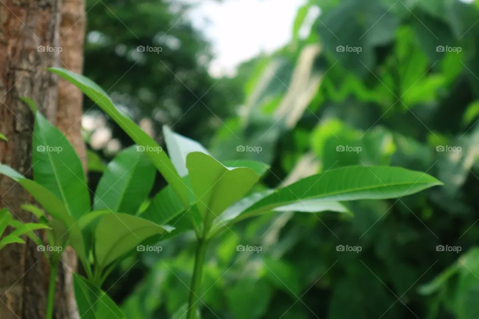 portrait of a plant
