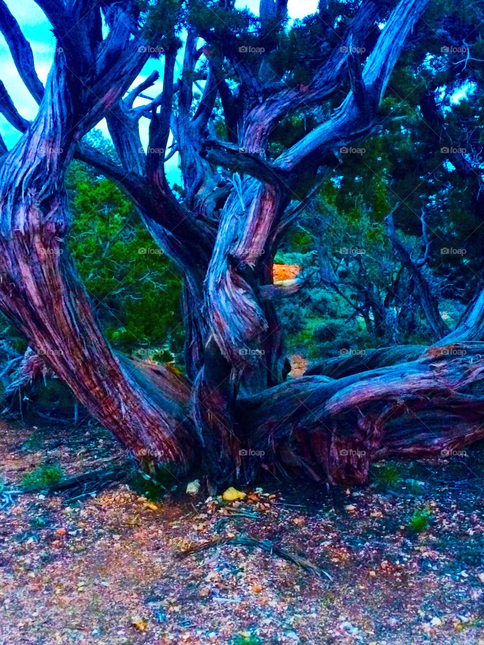 Random twisty tree. Taken at the Grand Canyon 