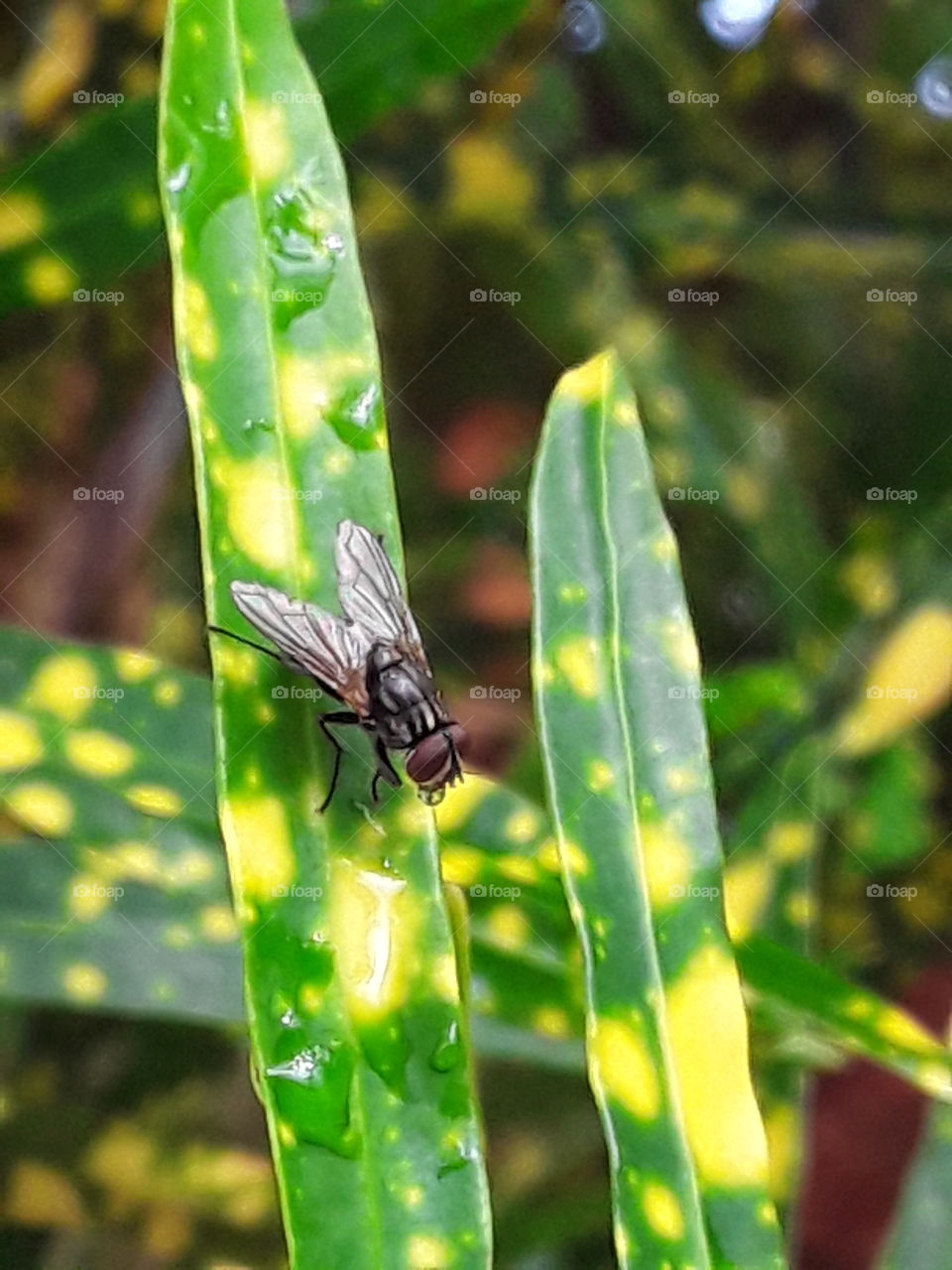 fly on a colorful leaf in the Dominican Republic