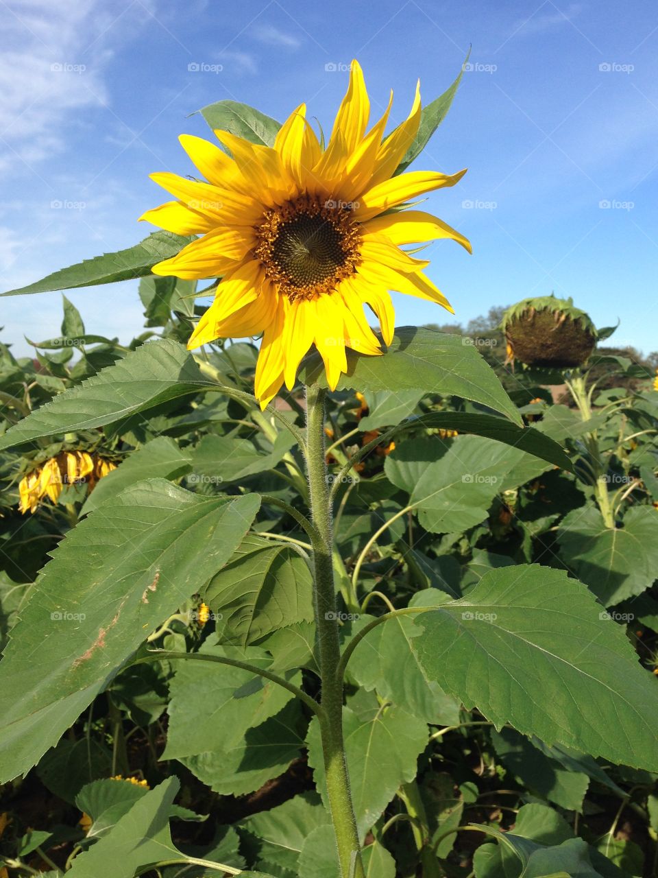 Sunflower in field