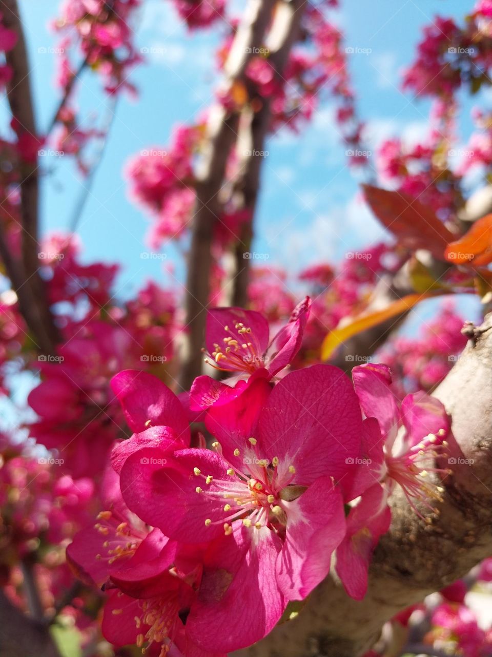 Crab Apple Blossom