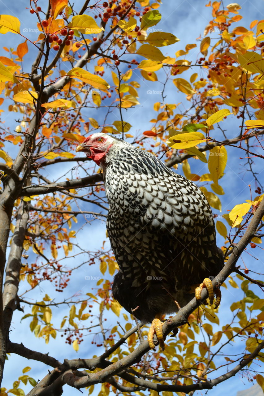 Queen of the Crabapple Tree