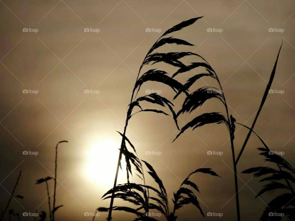 Blades of grass in silhouette