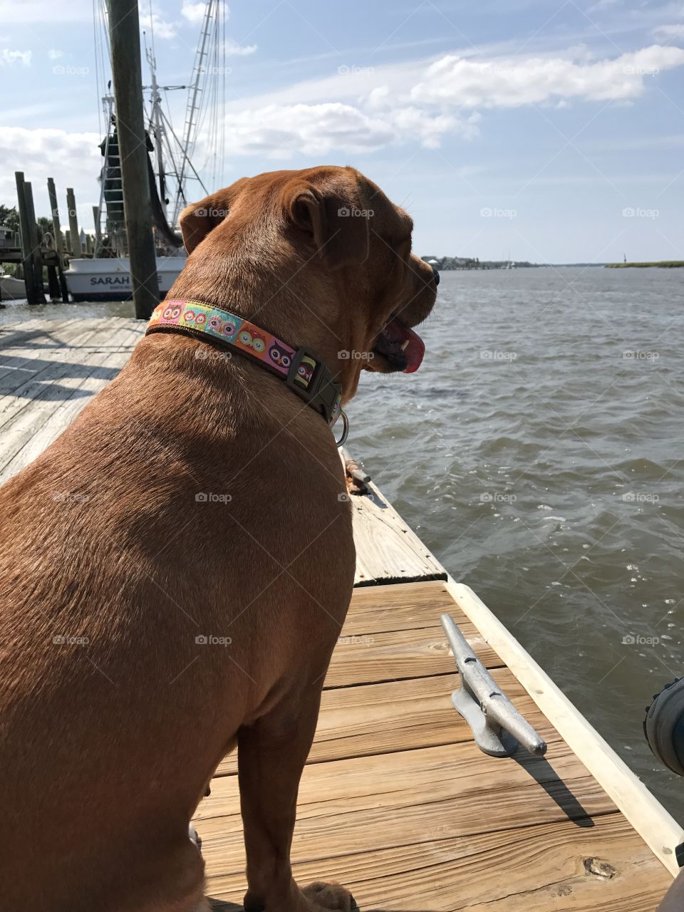 Dock dog